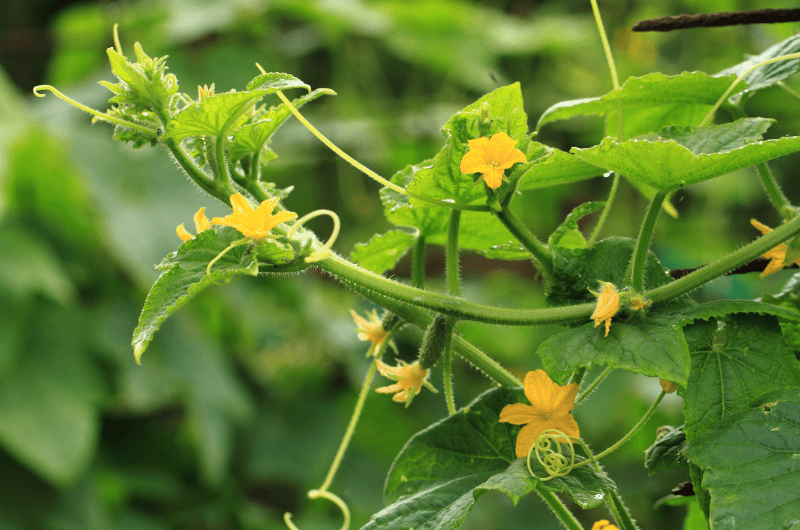 Flowering cucumber plants