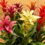 Multicolored Bromeliad tropical plants
