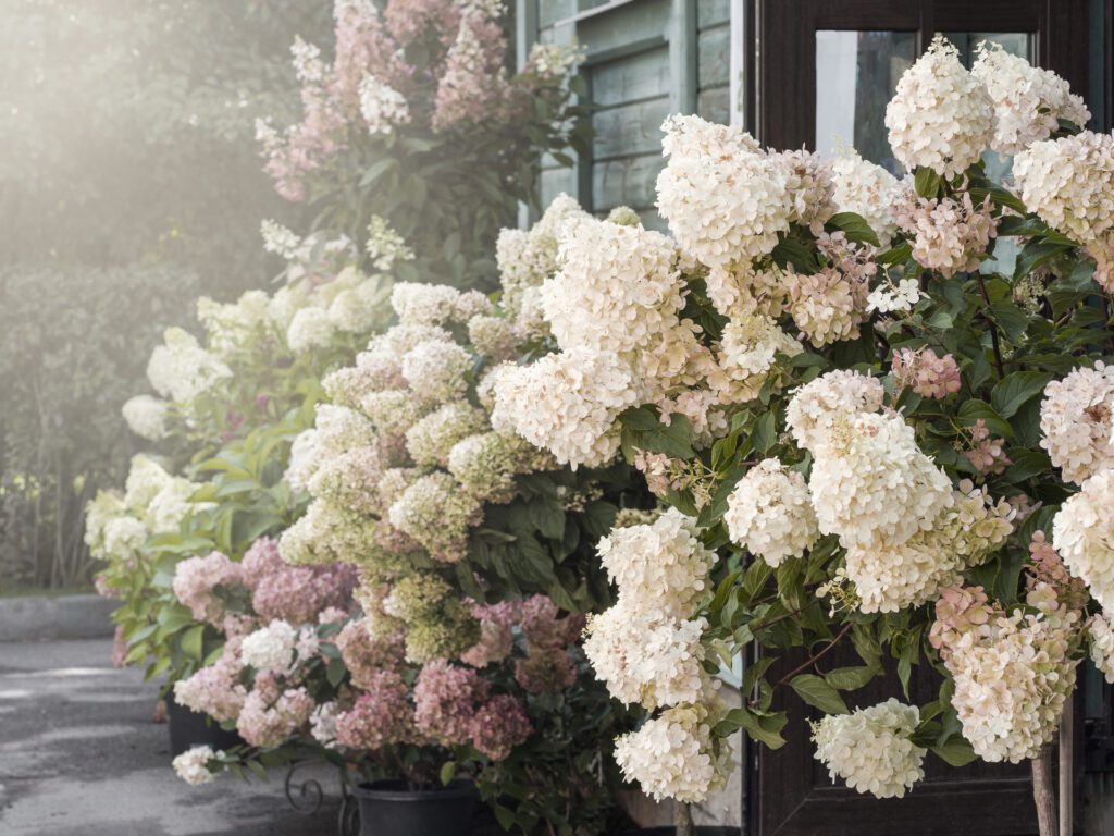 Lush hydrangea bushes at the country house