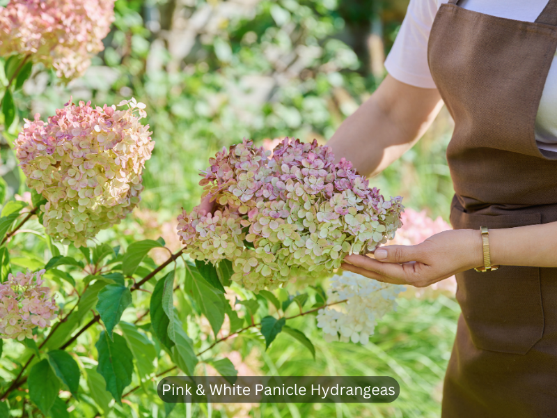 Branches with Blooming Panicle Hydrangea and Woman's Hands Touching Them