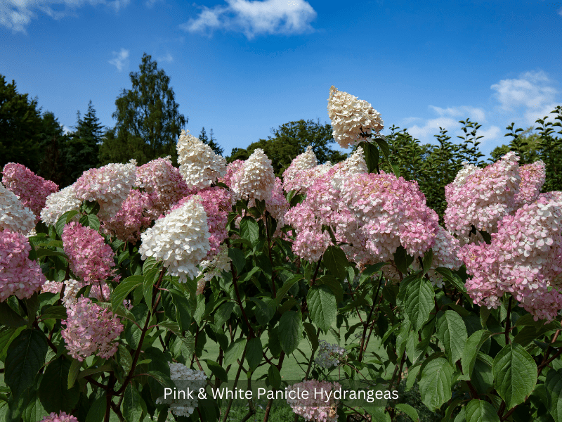 Pink & white panicle hydrangeas in bloom against summer sky