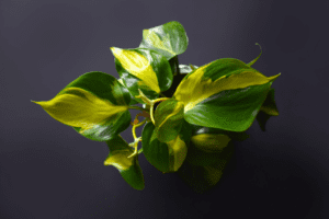 brasil philodendron type