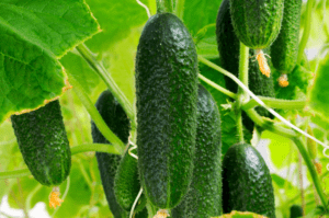 Cucumber growing on a trellis showingmcucumber growth stages