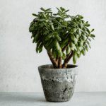 Jade plant care
